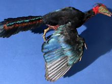 "Vielleicht muss sich die Wissenschaft an die Idee gewöhnen, dass der Archaeopteryx nur einer von vielen kleinen, fleischfressenden und gefiederten Dinosauriern war."
