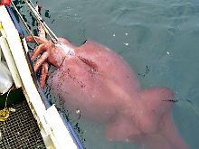 Ein ausgewachsener Koloss-Kalmar mit 495 Kilogramm Körpergewicht  ging neuseeländischen Fischern im Februar 2007 ins Netz.