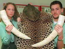 Vom Zoll beschlagnahmt: Elefantenstoßzähne, Leopardenfell und Schildkrötenpanzer.