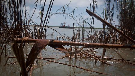 Öl tropft vom Schilf im Marschland von Louisiana.