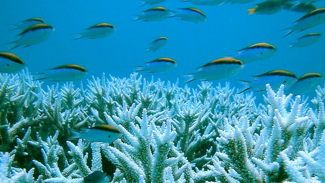 Das Great  Barrier Reef bietet mit etwa 400 Korallenarten nicht nur Tauchern faszinierende Farbenspiele, es ist auch ein wichtiges Ökosystem im  Meer.