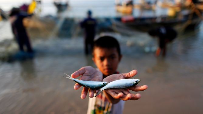 Meere in 40 Jahren leer?: Welchen Fisch man noch essen darf