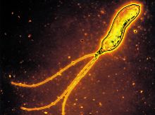 Eine mikroskopische Aufnahme des Helicobacter pylori.