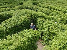 Von der Idee der schützenden Hecke haben sich Hedgefonds weit entfernt.