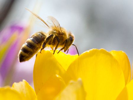 Bienen unter Handyeinfluss sammeln zwar Nektar, kehren aber seltener zu ihrem Bienenstock zurück.
