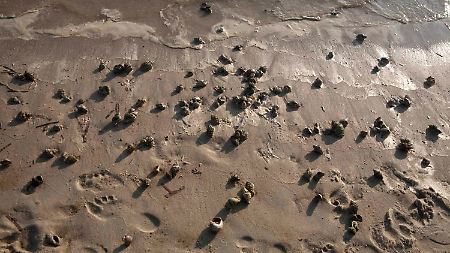 Einsiedlerkrebse am Strand von Dauphin Island, viele von ihnen tot.