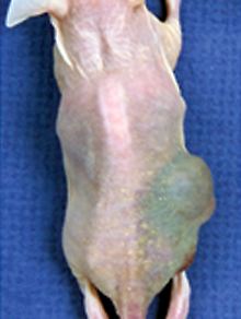 Nacktmaus mit einem Tumor, der aus implantierten Prostata-Tumorzellen gewachsen ist. 