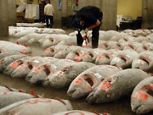 Thunfisch-Auktion auf dem Fischmarkt in Tokio.
