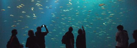 Hier gibts sie noch reichlich: Heringe im Schwarmfischbecken des Ozeaneums Stralsund.