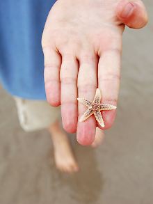 Jeder Strandspaziergang ist auch eine Entdeckungsreise - Seesterne sind auf Wangerooge keine Seltenheit. Anfassen ist okay, danach sollten sie aber zurück ins Wasser.