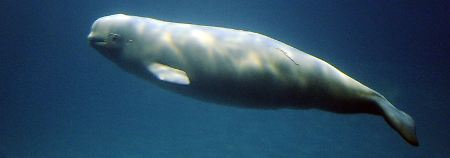 Ein Weißwal-Junges im Shedd Aquarium in Chicago.