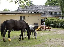 Blick auf Wohnanlage und Pferdekoppel.