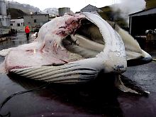 Ein von isländischen Walfängern erlegter Wal wird in Reykjavik zerlegt.