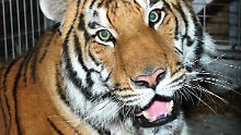 Gefährliche Ladung: Tiger Jonas und ...