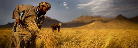Ein afghanischer Bauer erntet in der Nähe von Kabul Weizen.