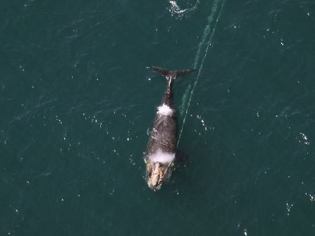 Dieser Nordkaper vor der Küste Nordamerikas zieht viele Meter Tau hinter sich her, die sich in seinem Kiefer verfangen haben. Die Meeresriesen sind nicht nur vom Walfang, sondern zunehmend auch von Fischerei, Unterwasserlärm, Umweltzerstörung und  Klimawandel bedroht.