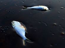 Die Ölpest ist nicht nur für BP eine Katastrophe, sondern in erster Linie für die Umwelt.