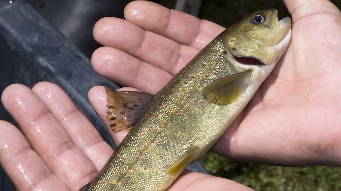 Ein Exemplar der Urforelle, das in den Hohen Tauern wieder heimisch werden soll.