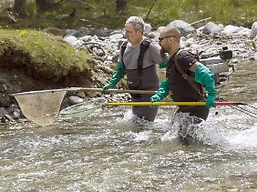Der Biologe Niki Medgyesi (links) fängt gemeinsam mit seinem Sohn Nikolaus Urforellen aus einem Bach in den Hohen Tauern.