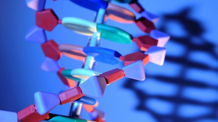 Teil eines DNA-Modells: Forscher fanden bei der Analyse des Genmaterials von Speiseröhrenkrebszellen 26 Mutationen.