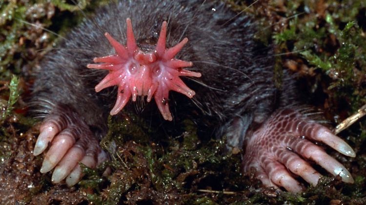 Der Sternnasenmaulwurf hat die empfindlichste Hautstelle im Säugetierreich.