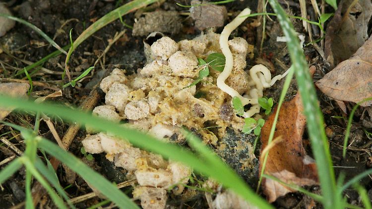 Ein ausgeschiedener Bandwurm (Dipylidium caninum).