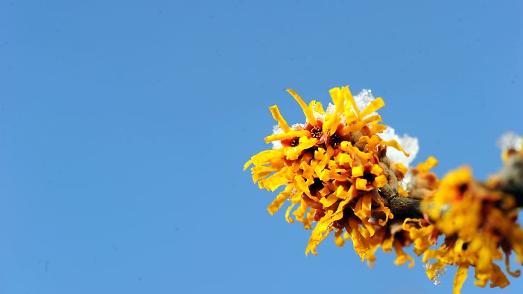 Wenn's draußen blüht, sorgt der Frühling dafür. Neue Umfragedaten wecken Frühlingsgefühle in der deutschen Industrie.