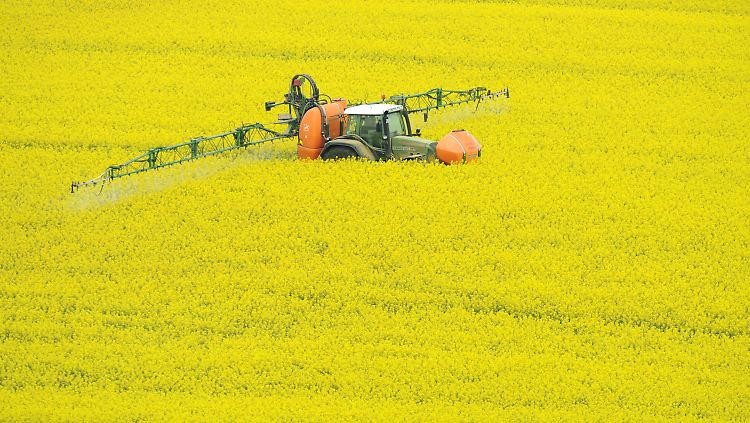 Ein Traktor spritzt Pflanzenschutzmittel auf ein Feld mit Winterraps: Pestizide sind laut einer Studie hochgradig gefährlich für den biologischen Lebensraum von Amphibien.