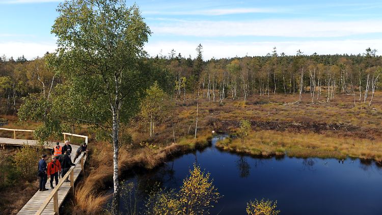 Im Hochmoor Mecklenbruch bei Silberborn wurden im Herbst 2012 30.000 Kilogramm Sägespäne verteilt. Sie wirken einem Wasserverlust entgegen.