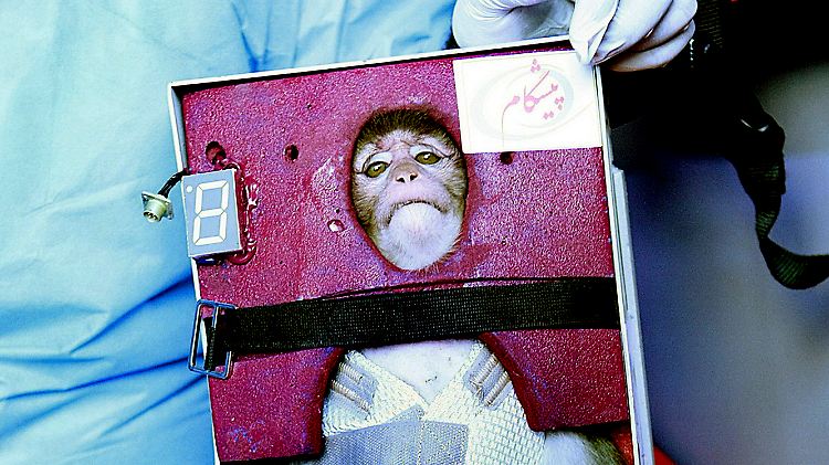 Das soll der Affe nach der Rückkehr sein.