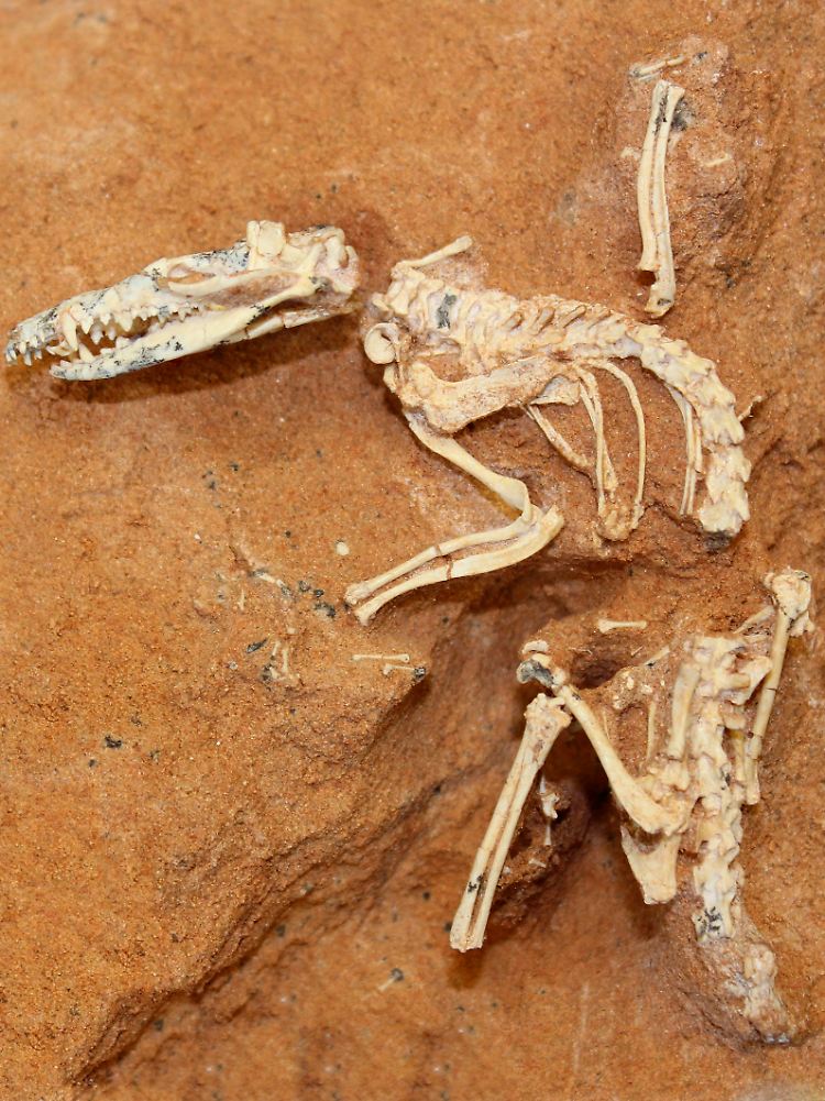 In China entdecktes Fossil des Ur-Säugetiers Ukhaatherium nessovi aus der Kreidezeit, das ursprünglich als einer unserer Vorfahren galt.