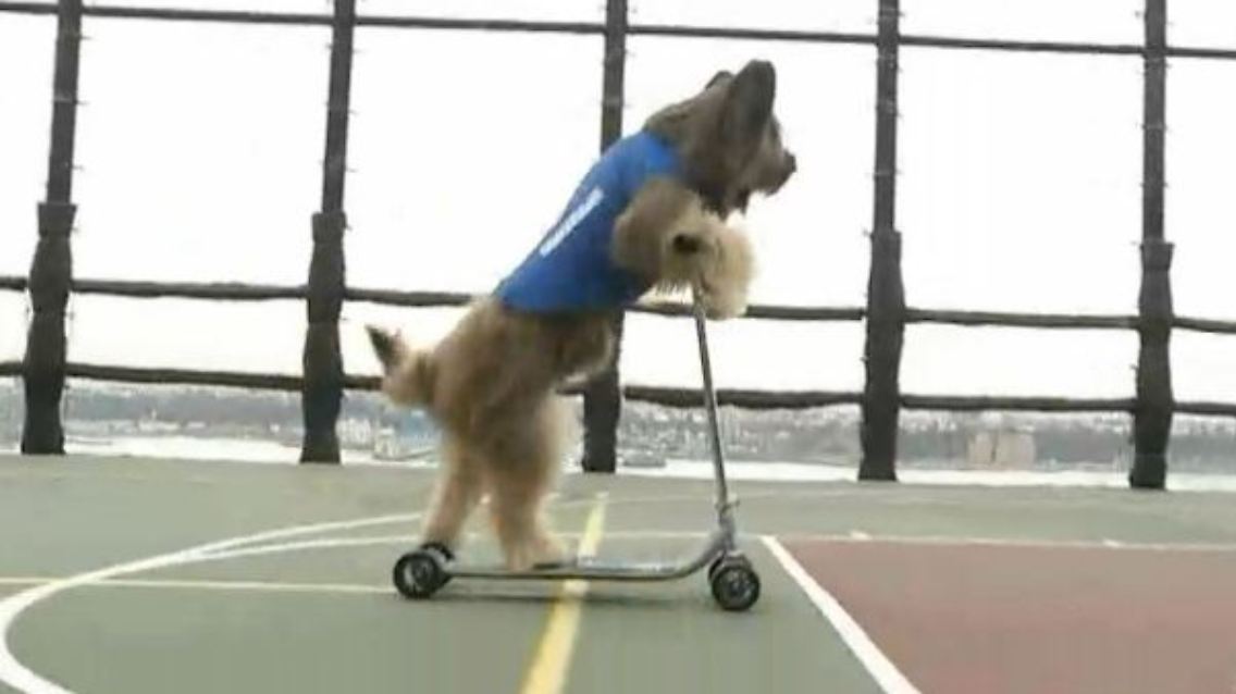 hund.JPG