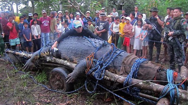 Im September 2011 war Lolong im Agusan-Sumpf auf Mindanao gefangen worden.