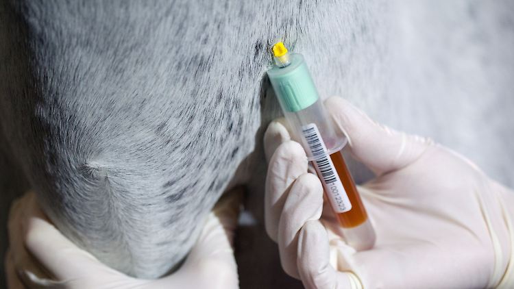 Medikamentenrückstände in Pferdefleisch könnten für den Menschen gesundheitsschädlich sein.