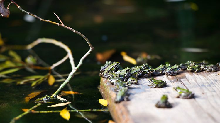 Tummelt sich nur eine Froschart im Teich, haben Krankheiten leichtes Spiel.