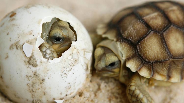 Schildkröten gehören zu den bedrohtesten Reptilienarten.