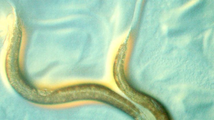 Die Fadenwurm-Art Caenorhabditis elegans steht im Mittelpunkt der Untersuchungen.