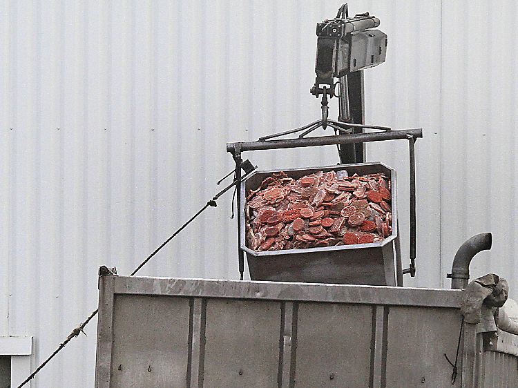 Tonnenweise muss Fleisch vernichtet werden, weil nicht klar ist, um welche Sorte es sich handelt.