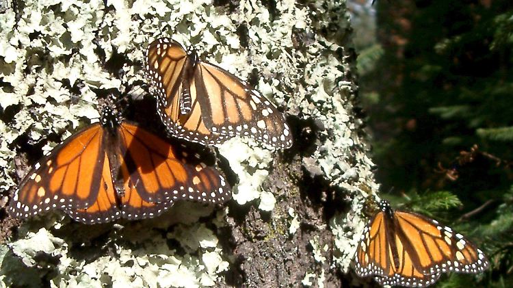 Monarchfalter überwintern in den frostigen Bergregionen Mexikos.