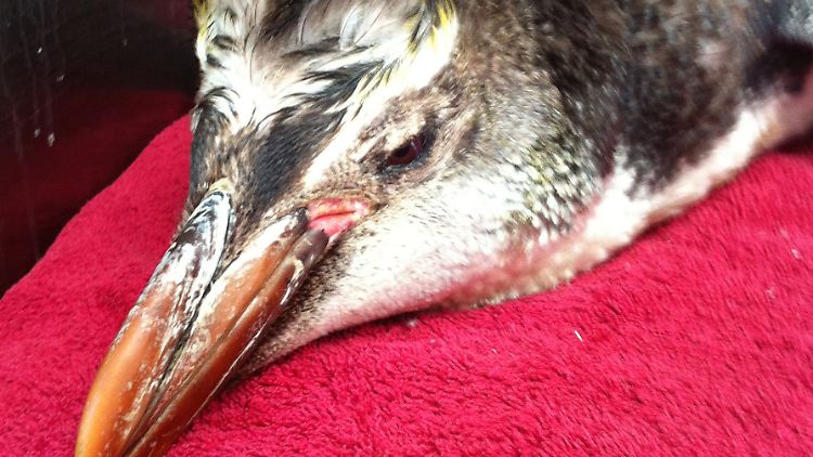 Der Haubenpinguin Happy Feet Junior.