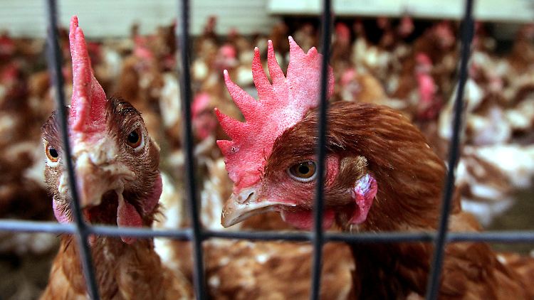 So stellt man sich Bio-Höfe nicht vor.