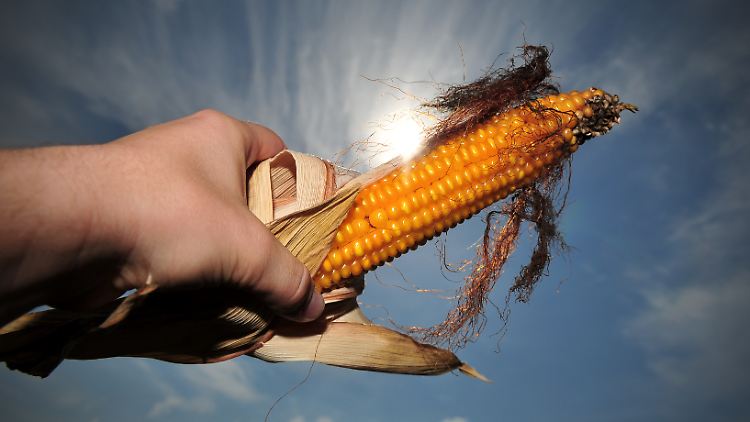 „Kukuruz“, „Welschkorn“ oder einfach „corn“: Mais hat viele Namen.