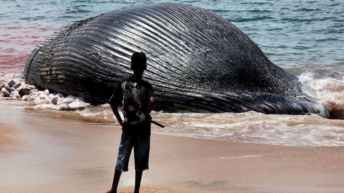 Das heißt: Wale leben ausschließlich im Wasser. An Land sterben sie.