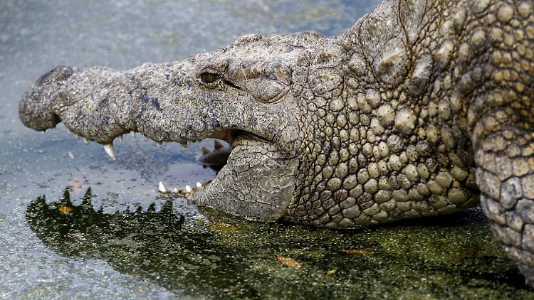 Der Mann wurde von einem rund zwei Meter großem Leistenkrokodil angegriffen.