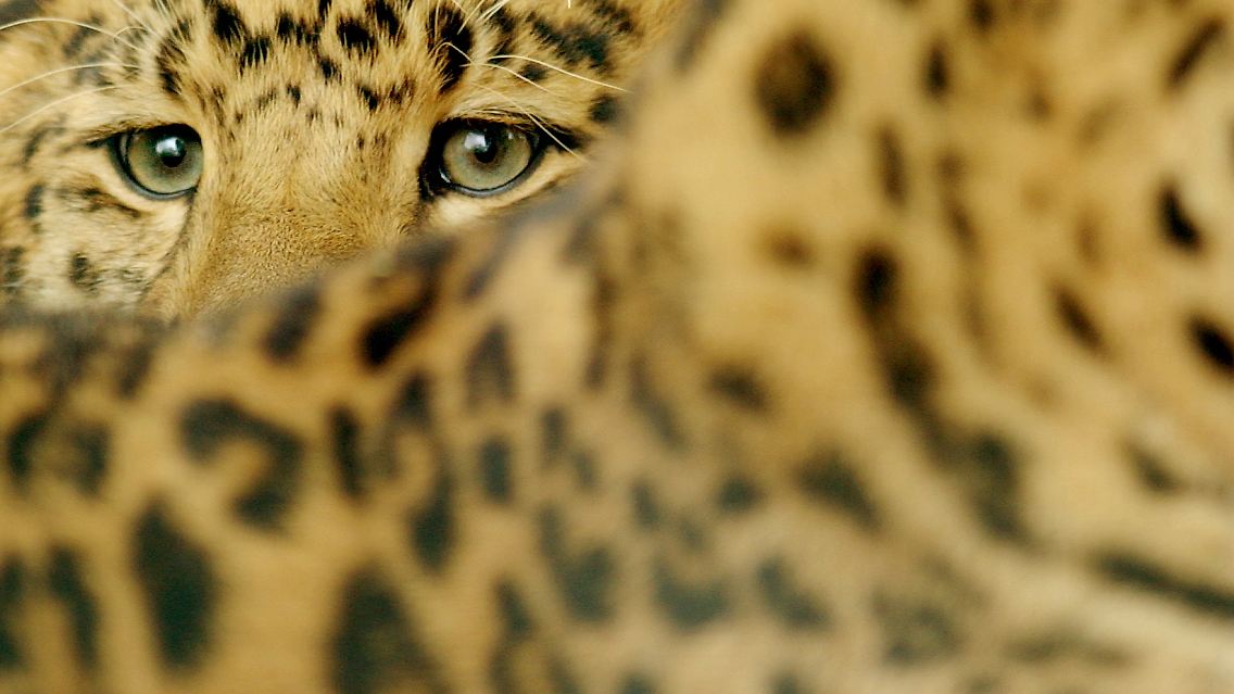 Auch für Leoparden, ...