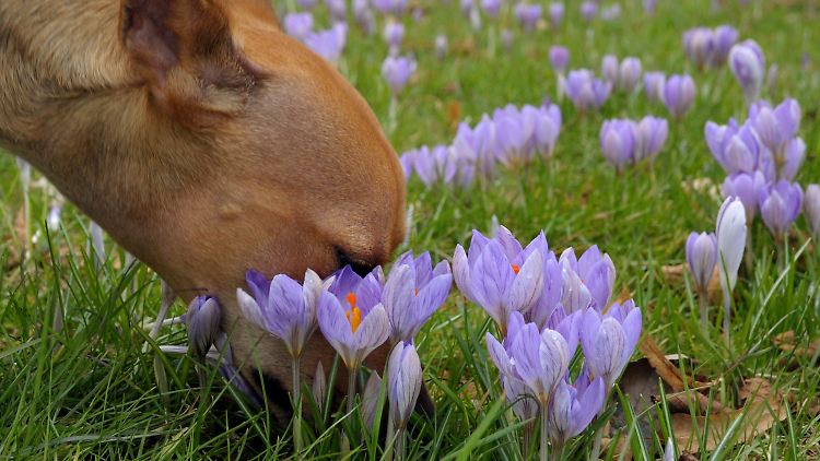 Es riecht bereits nach Frühling.