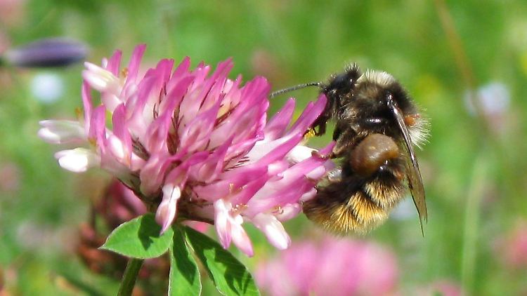 Eine Wildbiene auf einer Kleeblüte.