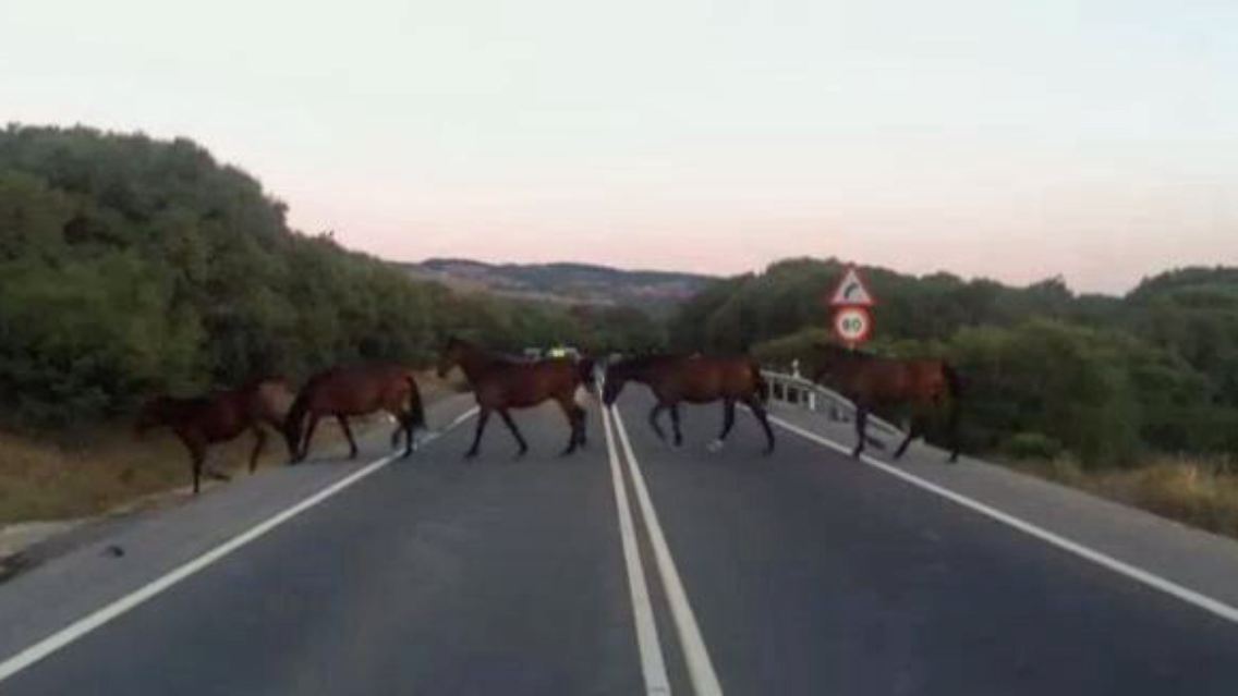 Pferde in Spanien2.JPG