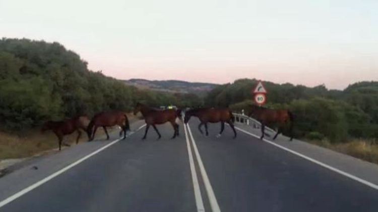 Pferde in Spanien2.JPG