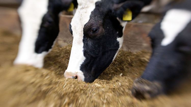 Viele Milchkühe werden mit Mischfutter gefüttert.